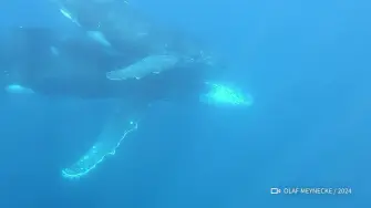 Una hembra de ballena jorobada fue documentada aparentemente en duelo por una cría nacida muerta frente a la costa de Australia, según una investigación que ofrece una visión poco habitual de la complejidad de las emociones de estos mamíferos.

¡Síguenos en nuestras redes sociales para mantenerte informado! 

Twitter: https://twitter.com/eleconomista 
Sitio web: https://www.eleconomista.com.mx/ 
Facebook: https://www.facebook.com/ElEconomista.mx 
Instagram: https://www.instagram.com/eleconomistamx 

#ElEconomista #EETV #AFP