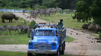 Entre apagones, escasez de combustible y carencia de personal, el Zoológico Nacional de Cuba, hogar de casi un millar de animales, lucha por preservar una de las reservas genéticas más valiosas de la región.