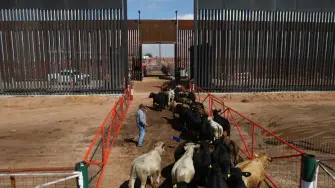 México consiguió reabrir otro punto de exportación de ganado a Estados Unidos, que había sido suspendido hace un año debido a la proliferación del gusano barrenador.
