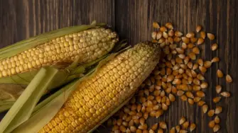 Cada 29 de septiembre, México celebra al ingrediente que alimenta al país, define su cocina y conserva una diversidad que no existe en ninguna otra parte del mundo.