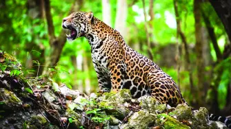 Casi 6,000 especies de vertebrados objeto de seguimiento, repartidas en más de 35,000 poblaciones, registraron un descenso medio del 73% entre 1970 y 2022, señaló el Fondo Mundial para la Naturaleza (WWF) en su último Informe Planeta Vivo.