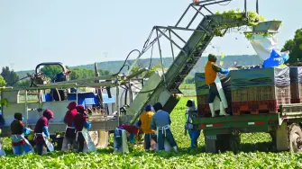 Taylor Farms suspenderá indefinidamente la recolección y el procesamiento de lechuga iceberg procedente del centro de México.