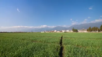 Día Mundial de la Alimentación 2026: innovación mexicana del campo a la mesa
