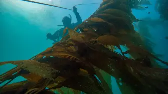 Bosque de macroalgas cerca de Puerto Nuevo, Baja California y que es parte de un proyecto de restauración.