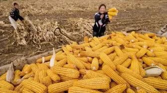 La seguridad alimentaria preocupa cada vez más a los líderes mundiales. El fenómeno climático del Niño amenaza las cosechas con inundaciones, sequías y olas de calor, mientras los conflictos en Ucrania, Irán y el estrecho de Ormuz dificultan el comercio de cereales y fertilizantes. A ello se suman la guerra comercial y los aranceles de Donald Trump, que encarecen los alimentos.