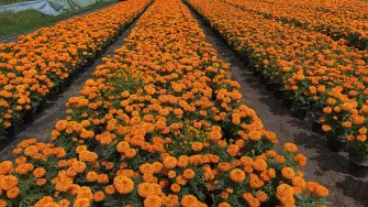 La familia de Rubí plantó 10,000 flores para la temporada de Día de Muertos.