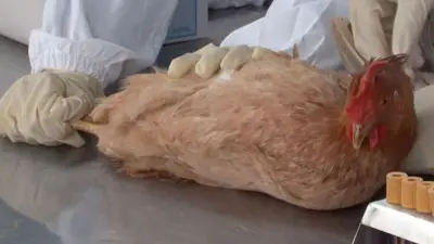Brasil contuvo el brote de gripe aviar que lo obligó a suspender el mes pasado sus exportaciones de carne de pollo a China y otros países, anunció este miércoles el ministro de Agricultura.