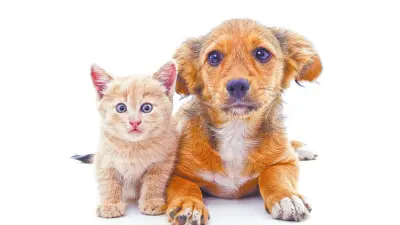 Cuidado integral de cachorros