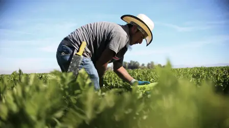 Un trabajador agrícola mexicano cosecha apio en un campo de Brawley, California, en el Valle Imperial.