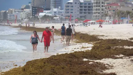 Sargazo en las playas.
