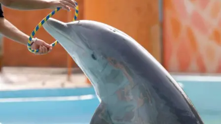 El pleno de la Cámara de Diputados avaló la minuta que prohíbe el uso de ejemplares mamíferos marinos como los delfines y ballenas, en cualquier tipo de espectáculos.

Para más información del tema, visita: https://www.eleconomista.com.mx/politica/diputados-prohiben-delfines-mamiferos-marinos-espectaculos-pasa-ejecutivo-20250626-765434.html

¡Síguenos en nuestras redes sociales para mantenerte informado!

Twitter: https://twitter.com/eleconomista 
Facebook: https://www.facebook.com/ElEconomista.mx
Instagram: https://www.instagram.com/eleconomistamx
LinkedIn: https://www.linkedin.com/company/el-economista/
T

#ElEconomista #EETV