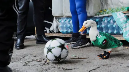 Pato Merlín.