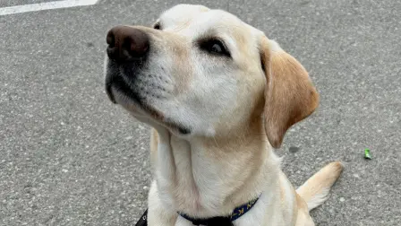 Kali, a five-year-old Labrador Retriever, works as an Alcohol, Tobacco, Firearms and Explosives agent at the Los Angeles stadium on game day during the 2026 FIFA World Cup in Inglewood, California, U.S., July 21, 2026. Picture taken with a mobile phone. REUTERS/Ed White