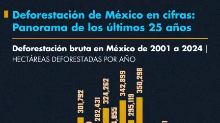 Deforestación de México en cifras: Panorama de los últimos 25 años