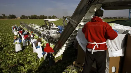 CAMPO - Farm workers labor on a lettuce plantation belonging to U.S owned Taylor Farms plant in the town of Doctor Mora, on the central state of Guanajuato,  Mexico, Wednesday, March 26, 2008. American companies farm more than 45,000 acres, 18,211 hectacres, of land in three Mexican states, employing about 11,000 people, a 2007 survey by the U.S. farm group Western Growers shows. ( Photo/Guillermo Arias) - EFE OUT PHOTO TAKEN MARCH 26, 2008