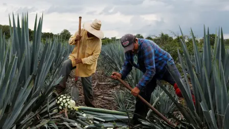 Foto: Plantación de agave azul en Tepatitlán, Jalisco