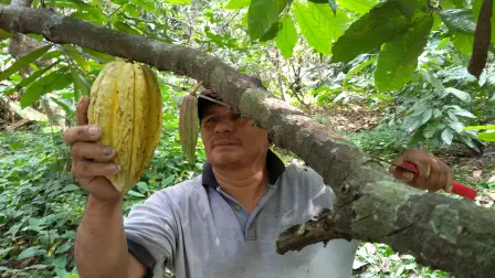 Bernabé Ramírez corta una mazorca de cacao - Foto: Gerardo Hernández  EE