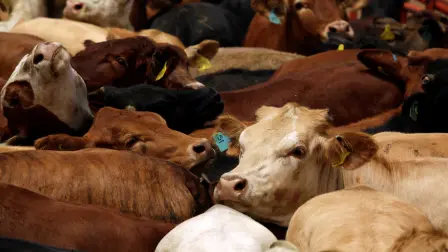 En días pasados, el secretario de Agricultura y Desarrollo Rural, Víctor Manuel Villalobos, anunció un “cinturón de control” , encabezado por la Guardia Nacional para frenar el ingreso ilegal a México de un millón de cabezas de ganado provenientes de Centroamérica. Foto: Reuters.