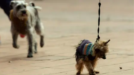 El ayuntamiento informó que la sanción será efectiva desde el 5 de Febrero y el arresto dependerá de la gravedad de la falta, ya sea por la cantidad de animales, el trato y el estado en que estos se encuentren. Foto: Notimex.