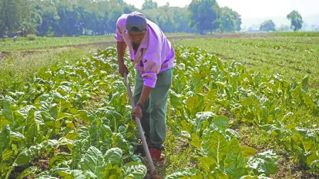 En la poblaci�n del Colegio campesinos contin�an trabajando en la producci�n de hortalizas para sutir a la ciudad de Morelia