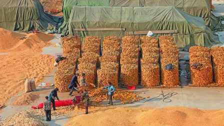 Tangshan,City,-,March,2,,2016:,Farmers,Were,Drying,Corn