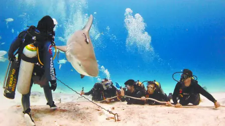 En México mueren entre 4 y 6 millones de tiburones al año por actividades de pesca ilegal. Foto: Cortesía