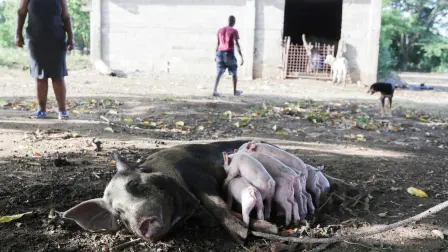 La nación caribeña anunció que estaba deteniendo los envíos de cerdos en dos provincias y movilizando a militares para contener la peste porcina. Foto: Reuters
