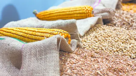 La unión de crédito ha tenido una colocación de recursos en la actividad primaria, prestando a productores de granos básicos, maíz, sorgo y soya. este año el clima ha sido benévolo con la agricultura y reportan buenas cosechas. Foto: Shutterstock