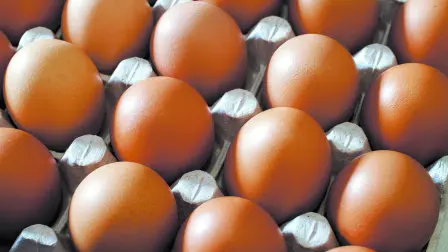 Raw,Fresh,Egg,In,Carton,Container,Closeup.,Low,Shallow,Focus