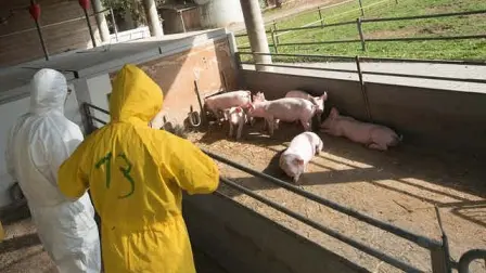 Veterinarios inspeccionan una granja de cerdos. Foto: Shutterstock 