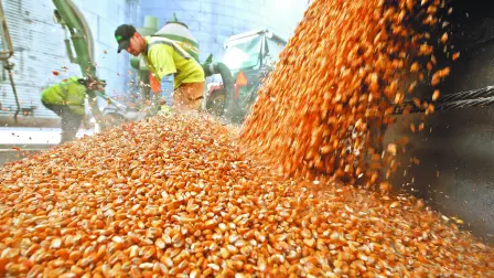 FILE PHOTO: Workers empty corn kernels from a grain bin at DeLong Company in Minooka, Illinois, September 24, 2014.   REUTERS/Jim Young/File Photo-NARCH/NARCH30