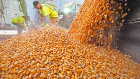 FILE PHOTO: Workers empty corn kernels from a grain bin at DeLong Company in Minooka