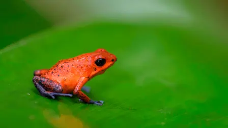Una rana dardo que sabe que nadie la molestará nunca. Foto: Shutterstock