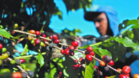 A worker picks coffee beans from coffee plants during a harvest at a farm in Esp’rito Santo do Pinhal, 200 km (124 miles) east of Sao Paulo May 18, 2012.  Brazil's coffee crop faces a smaller risk of frost this year, forecasters said, lowering chances that the world's biggest producer will suffer freezes that contributed to 34-year high in prices last year. Picture taken May 18, 2012. REUTERS/Nacho Doce (BRAZIL - Tags: AGRICULTURE FOOD BUSINESS EMPLOYMENT ENVIRONMENT)