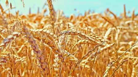 Golden ripe ears of wheat.