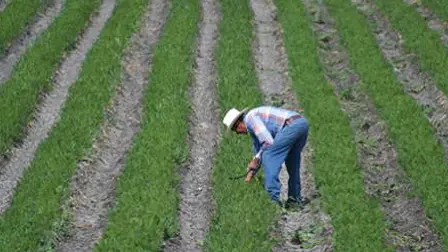 Se estima que 60% de los terrenos necesarios para el crecimiento de las ciudades está en manos de ejidos y comunidades agrarias. Foto: Especial.