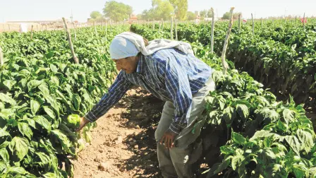 Las Socaps operan en municipios en donde la población vive en condiciones de mayor desventaja social. Foto: Especial