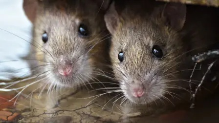 Casi todas las ratas pardas salvajes son sinantrópicas, lo que significa que viven en estrecha asociación con los humanos. Foto: Shutterstock.
