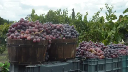 Producción de uva. Foto EE: Cortesía.