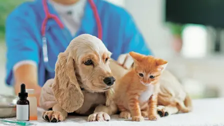 Durante la discusión, legisladoras y legisladores de los diferentes grupos parlamentarios subieron a tribuna con sus mascotas, en su mayoría perros, para celebrar la aprobación de esta reforma que calificaron como un avance para reconocer a los animales como “seres que sienten”.

Para más información del tema, visita: https://www.eleconomista.com.mx/politica/diputados-elevan-rango-constitucional-proteccion-animal-20241112-733973.html

¡Síguenos en nuestras redes sociales para mantenerte informado!

Twitter: https://twitter.com/eleconomista 
Facebook: https://www.facebook.com/ElEconomista.mx
Instagram: https://www.instagram.com/eleconomistamx
LinkedIn: https://www.linkedin.com/company/el-economista/

#ElEconomista #EETV