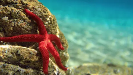 El Fondo de Áreas Protegidas de Bahamas gestionará los fondos de conservación generados por el acuerdo. Rothschild & Co asesoró al Gobierno de Bahamas.

Para más información del tema, visita: https://www.eleconomista.com.mx/internacionales/bahamas-y-bid-inician-proyecto-conversion-deuda-mejorar-conservacion-oceanos-20241122-735433.html

¡Síguenos en nuestras redes sociales para mantenerte informado!

Twitter: https://twitter.com/eleconomista 
Facebook: https://www.facebook.com/ElEconomista.mx
Instagram: https://www.instagram.com/eleconomistamx
LinkedIn: https://www.linkedin.com/company/el-economista/

#ElEconomista #EETV