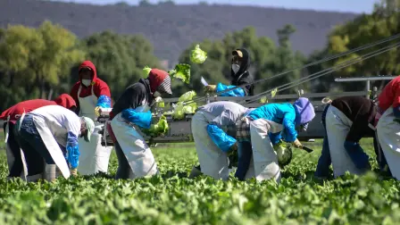 Las actividades primarias, en donde está la agricultura, cayeron 2.5% el 2024; mientras las actividades secundarias, donde está la construcción, avanzaron 0.3 por ciento. Foto EE: Archivo