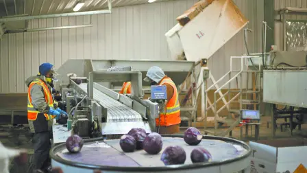 En Canadá los migrantes se emplean principalmente en la agricultura, manufactura, construcción y el cuidado de personas. Foto: Especial