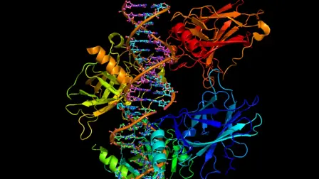 Representación de la proteína p53 junto a una hebra de ADN. El estrés crónico podría afectar a esta proteína, cuya inactividad está relacionada con muchos tipos de cáncer.