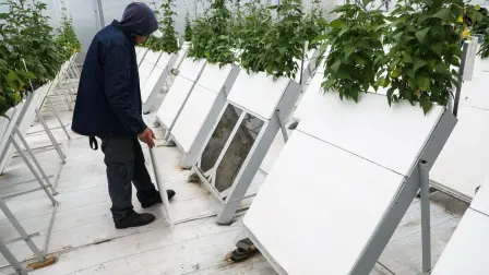 Una foto única. El Lupinus, es una raíz del mediterráneo muy especial proveniente de Belén, Israel, es es muy socorrida por australianos y alemanes porque tiene un mecanismo de evolución muy interesante y peculiar. Foto EE: Hugo Salazar