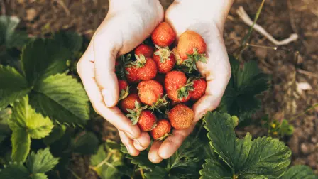 Fresas recién cortadas.
