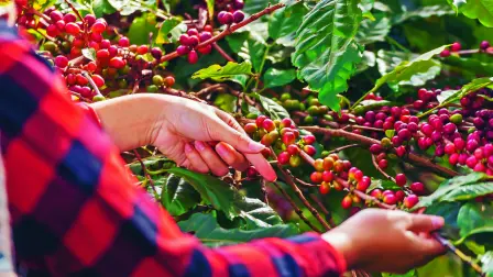 El grupo industrial afirmó que el sector aporta 343,000 millones de dólares al año a la economía estadounidense, y que tres de cada cuatro ciudadanos del país son consumidores habituales de café.

Para más información del tema, visita: https://www.eleconomista.com.mx/internacionales/industria-cafetera-estados-unidos-pide-administracion-trump-exima-producto-aranceles-20250314-750584.html

¡Síguenos en nuestras redes sociales para mantenerte informado!

Twitter: https://twitter.com/eleconomista 
Facebook: https://www.facebook.com/ElEconomista.mx
Instagram: https://www.instagram.com/eleconomistamx
LinkedIn: https://www.linkedin.com/company/el-economista/

#ElEconomista #EETV
