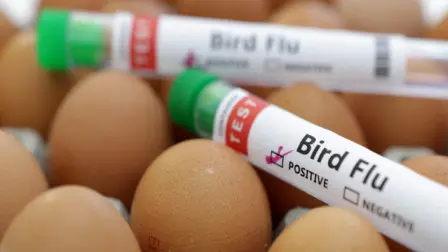 La Organización Mundial de la Salud anunció casos de gripe aviar del tipo H7N9, una de las cepas responsables de los contagios humanos. Se detectaron en una granja de pollos en Estados Unidos, que ya enfrenta un brote de H5N1.

Para más información del tema, visita: https://www.eleconomista.com.mx/internacionales/cepa-gripe-aviar-transmisible-humano-reaparece-granja-estados-unidos-20250317-750792.html

¡Síguenos en nuestras redes sociales para mantenerte informado!

Twitter: https://twitter.com/eleconomista 
Facebook: https://www.facebook.com/ElEconomista.mx
Instagram: https://www.instagram.com/eleconomistamx
LinkedIn: https://www.linkedin.com/company/el-economista/

#ElEconomista #EETV