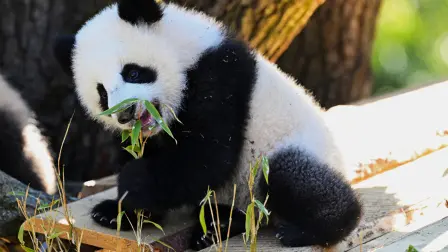 Este año los guardianes decidieron reunir los pandas en el habitáculo de la hembra antes del periodo de celo para favorecer las posibilidades de acoplamiento.
