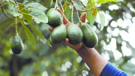 Descripción automática